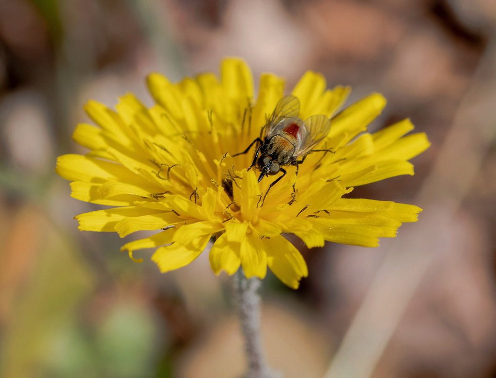 Usia versicolor (Bombyliidae)